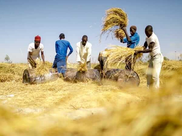 rice_business_in_nigeria-8